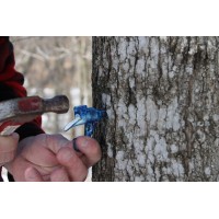 Tap with hook for birch / maple sap collecting