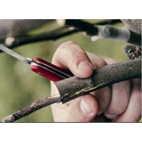 Greffoir et couteau de taille FELCO 3.90 40 – écussonnoir pour arbre fruitier