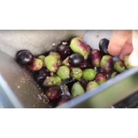 Electric fruit crusher GARHE – Grain mill / Malt mill / Olive mill