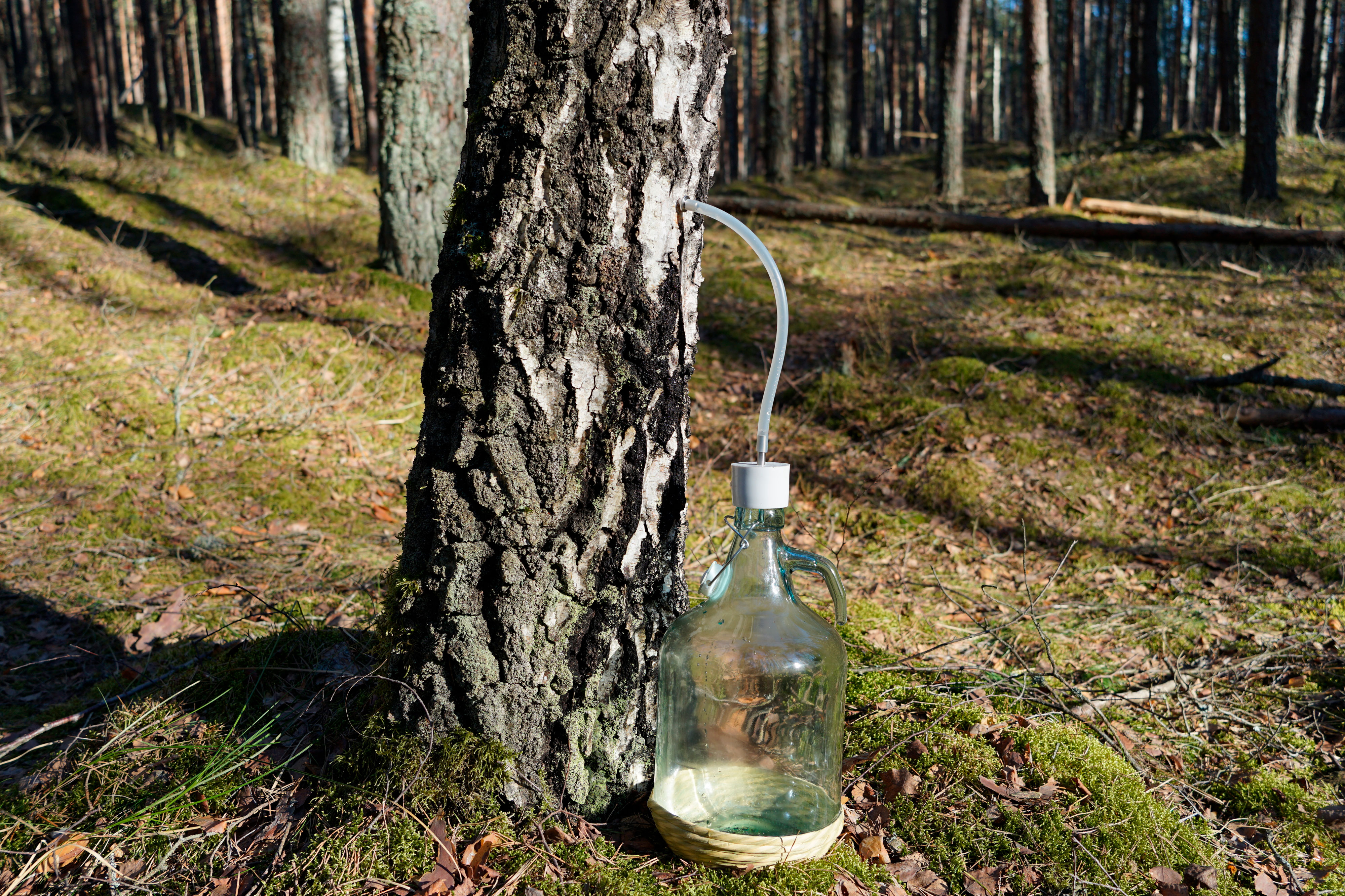 Как собирать березовый сок и не навредить деревьям, рассказала биолог АлтГУ